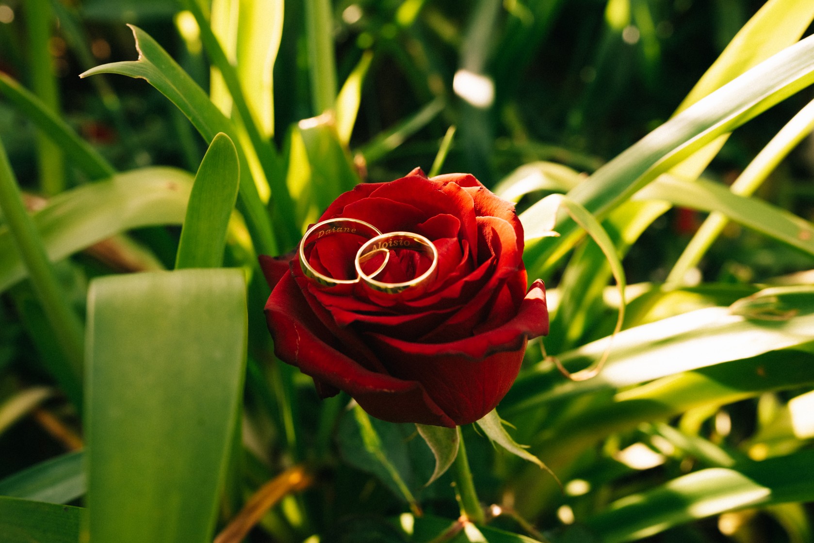Foto das alianças - fotografia de casamento